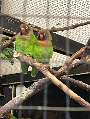 Green Exotic Agapornis 