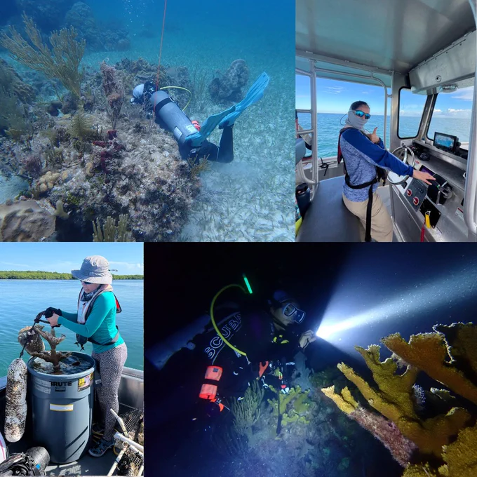 Collage of 4 photos of Veronica. The top left shows a diver behind a large piece of stony coral. The top right shows Veronica giving a thumbs-up as she stands behind the steering wheel of a boat. The bottom left shows Veronica placing a large coral into a big bin full of water. The bottom right photo shows a diver exploring the reef at night, and she is holding a bright flashlight.