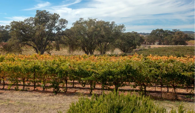 A California vineyard under a partly cloudy sky with oak trees in the background.