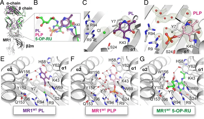 MR1 presents vitamin B6–related compounds for recognition by MR1-reactive T cells | PNAS https://www.pnas.org/doi/10.1073/pnas.2414792121 