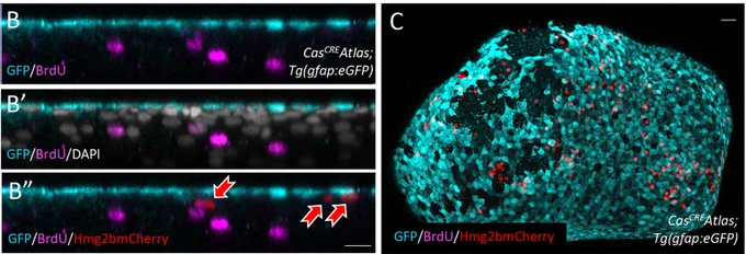 (B-B″) IHC for GFP (cyan, NSCs), BrdU (magenta) and Hmg2bmCherry (red) in a cross-section of a CasCREAtlas;Tg(gfap:eGFP) fish. Red arrows point to Hmg2bmCherrypos cells. (C) Whole-mount CasCREAtlas;Tg(gfap:eGFP) 2mpf pallium with IHC for GFP, BrdU and Hmg2bmCherry (dorsal view, anterior left)