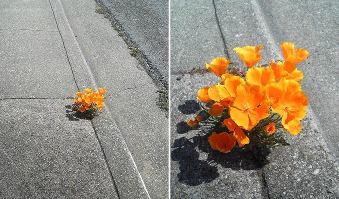 Flowers growing on concrete