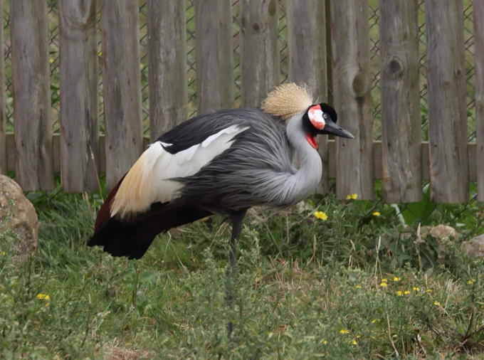 A grey crowned crane standing gracefully in a grassy area with small yellow flowers, near a wooden fence.