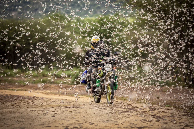 A desert locust swarm in Kipsing, near Oldonyiro, Isiolo County, on March 31, 2020. ©FAO/Sven Torfinn.
