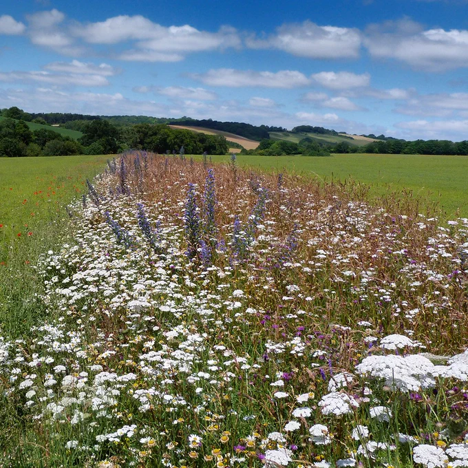 Wildflowers in an in-field strip on agricultural land