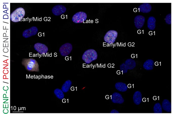 
Immunofluorescence image showing asynchronous RPE1 cells labelled with CENP-C, PCNA and CENP-F, showing cells in G1, early/mid S, late S, early/mid G2 and metaphase.