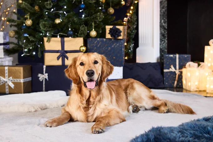 A smiley golden retriever lays on a grey blanket in front of a Christmas tree and lots of blue and gold presents  