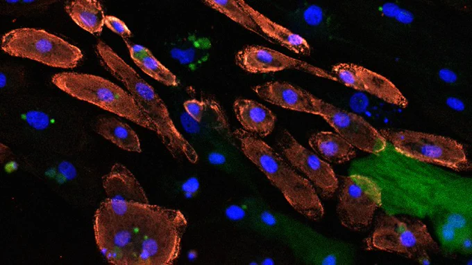 Microscopic image of heart cells with red, blue and green fluorescent markers.
