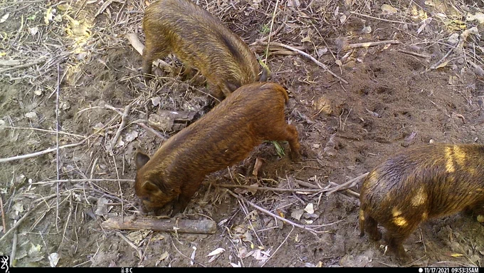 Three baby feral pigs foraging, all are brown and their faces are not visible - mainly bodies.