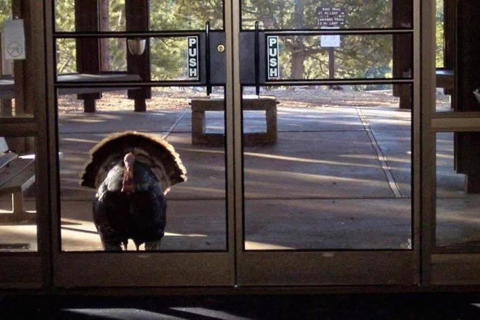 A large turkey peers through glass doors of the Jewel Cave Visitor Center.