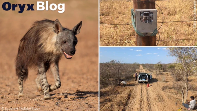 Left: The brown hyaena was the carnivore most frequently detected by the camera traps. Top right: A camera trap placed on fencepole. Bottom right: The team placing camera traps alongside roads, game trails and suspected movement paths of carnivores.