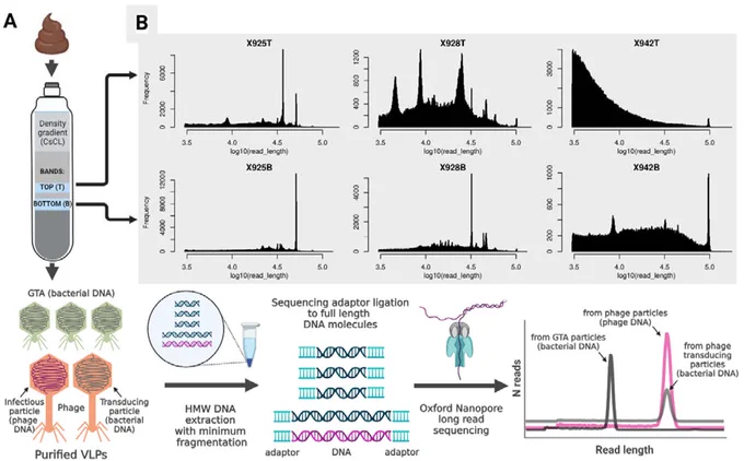 Concept summary of the approach used in the present study. A. Diagram of a caesium chloride gradient tube of VLPs purified from human faecal samples. Two bands of different densities are illustrated, followed by a flow chart of the Oxford Nanopore sequencing process and an illustrative chart showing read length distributions typical of phage, transducing phage particles and gene transfer agents. B. Distributions of read lengths obtained from six faecal VLP fractions.