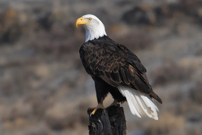 A bald eagle sits on a stump