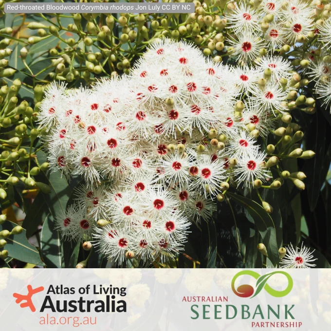 An image of a Red-throated Bloodwood (Corymbia rhodops) flowering, with Atlas of Living Australia and Australian SeedBank Partnership logo below 