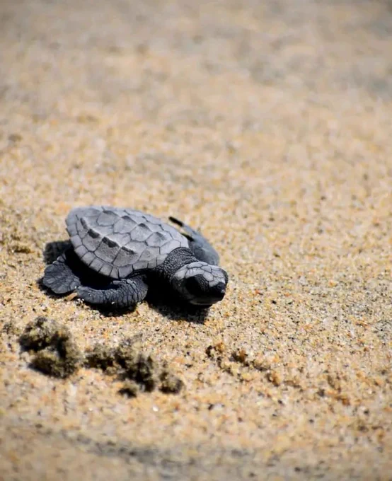 Turtle release