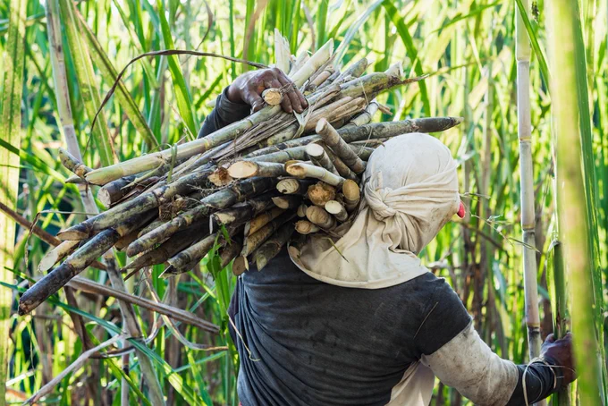 A farmworker carrying sugarcane. Stock photo. 
