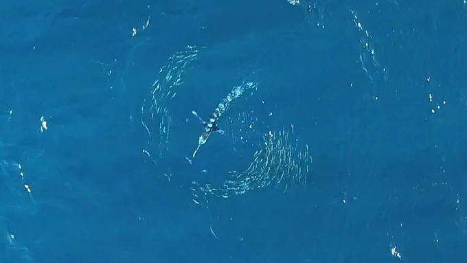 Snapshot from the aerial footage over an open ocean, capturing the 
"fountain effect" performed by a school of sardines attacked by a 
striped marlin
