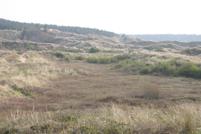 Landscape photo of the dunes at Ainsdale Dune Slacks with a tree line in the distance. 