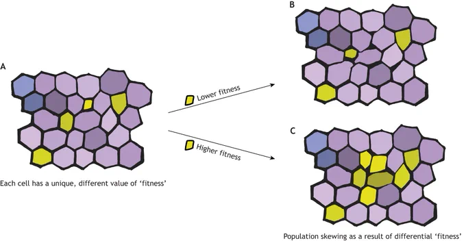 Figure 1 Cellular heterogeneity and its possible impact on tissue-wide population distributions. (A) Each cell has a unique ‘fitness value’ that differs from the fitness value of its neighbours. The difference in fitness values between cells is depicted by the degree of difference in their colours. (B,C) In specific contexts, some fitness values may be favoured over others, resulting in population skewing.