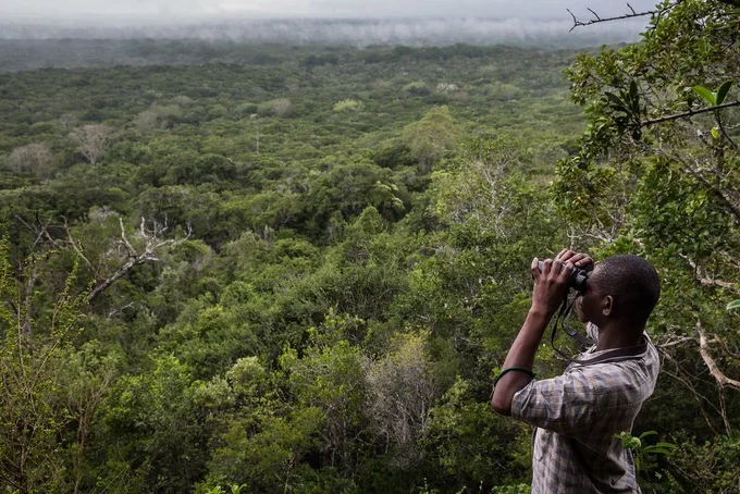 The Arabuko-Sokoke Forest Reserve, established in the late 1980s, is an essential part of the Arabuko Sokoke Forest Reserve, which stands as the largest remaining fragment of dry coastal forests in East Africa. Spanning approximately 416 km², this Forest Reserve is located about 110 km north of Mombasa, near the Indian Ocean.