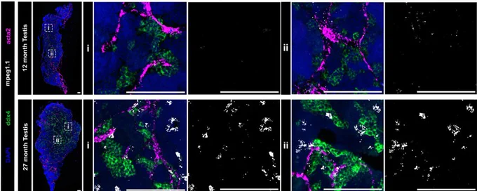 Figure 3(E) RNA in situ hybridization of the spermatogonial marker ddx4, the macrophage marker mpeg1.1 and the smooth muscle marker acta2 in 12- and 27-month-old testes. Representative higher-resolution images of the boxes marked ‘i’ and ‘ii’ are shown on the left for each testis sample. Scale bars: 100 μm. Images are representative of three animals. NK, natural killer cells; SMC, smooth muscle cell; Treg, T regulatory cells.