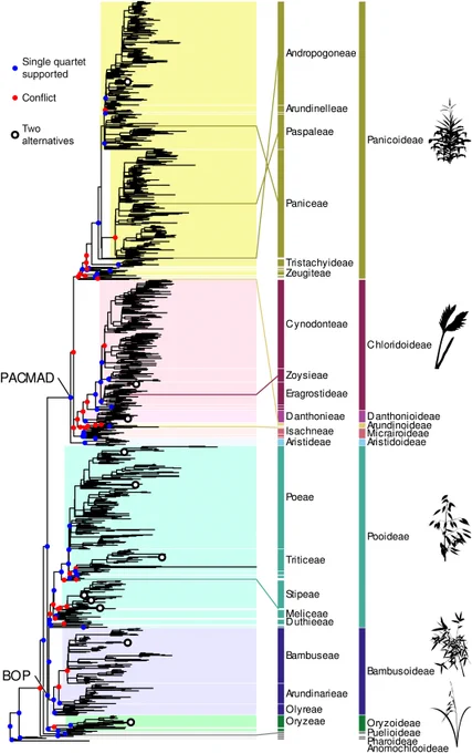 Phylogeny of 1153 Poaceae accessions inferred from 331 nuclear genes, including paralogs, using a multispecies coalescent approach.