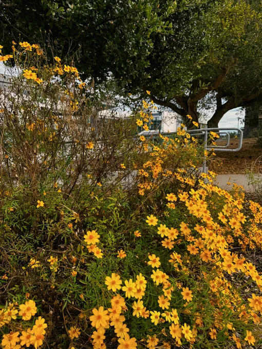 Yellow flowers at CSU Monterey Bay. 