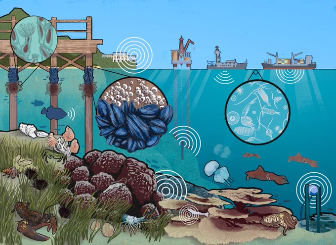A representative marine ecosystem depicting the invertebrate taxa and main sound sources included in the meta-analysis.