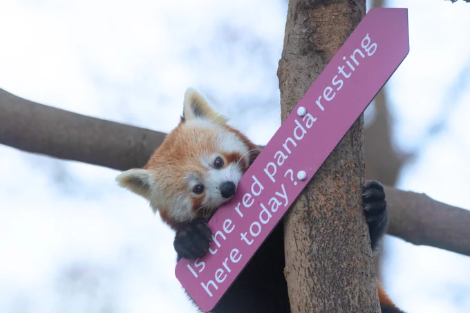 Red panda clutching a tree branch, with a sign reading 'Is the red panda resting here today?'.
