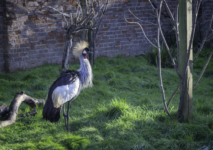 Grey crowned crane standing on a grassy field, with trees and a brick wall in the background.