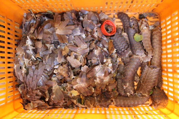Last week 4 Chinese citizens were arrested for illegal possession of wildlife products and specimens and tax evasion. 9.4 kilograms of pangolin scales, two skinned pangolin carcasses. The arrest was a result of a joint operation by UWA, Uganda Police Force and Uganda Revenue Authority.  
