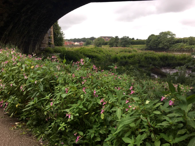 Himalayan Balsam growing under a bridge