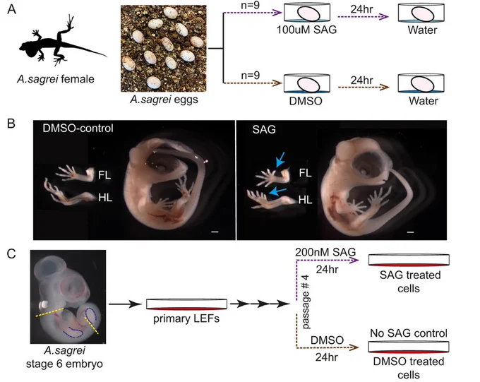Figure 4 Manipulation of Hh signaling in A. sagrei embryos and primary cells. (A) Schematic of in ovo treatment of lizard embryos with SAG. Each egg was collected within 24 h of being laid and placed on top of a SAG or DMSO solution. These solutions were replaced by water after 24 h. (B) Embryos were collected from SAG- or DMSO-treated eggs after 14 days of incubation. Blue arrows highlight the location of extra digits. FL, forelimbs; HL, hindlimbs. Scale bar: 500 µm. (C) Schematic of primary lizard embryonic fibroblast cell (LEF) SAG treatment. Cells from either the torso (region between dashed yellow lines) or limb buds (outlined in blue) from a single embryo were grown in culture before being treated with SAG or DMSO