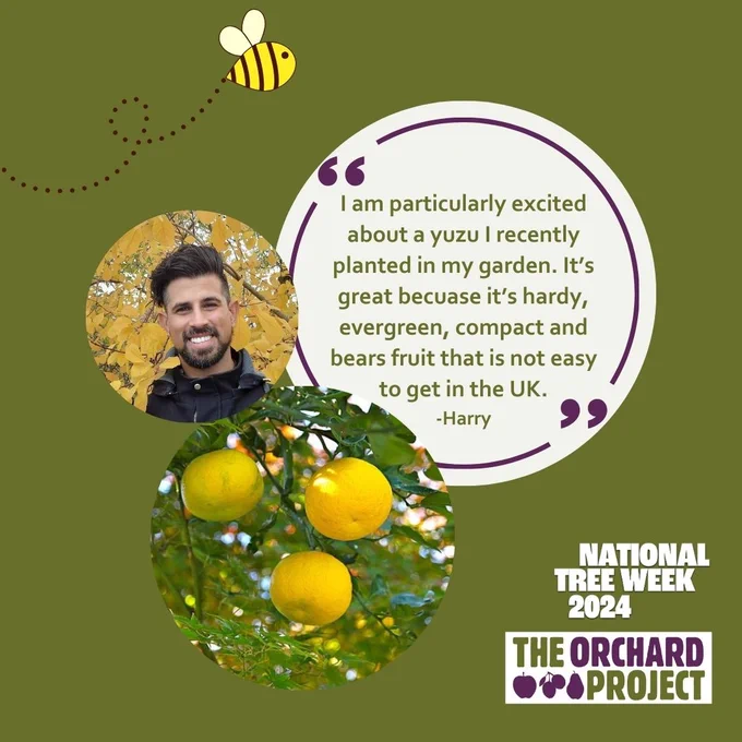 A graphic with a photo of a man and a closeup of yuzu fruit, with a text box reading: 'I am particularly excited about a yuzu I recently planted in my garden. It's great because it's hardy, evergreen, compact and bears fruit that is not easy to get in the UK.' -Harry