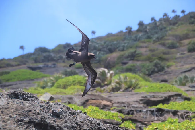 A Trindade petrel flying over Round Island, Mauritius, with a geolocator clearly visible on it's left (lower) leg.