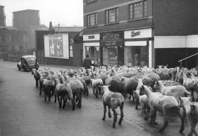 A flock of sheep being herded down a city street past shops. A man in a coat walks behind the sheep. A vintage car is parked on the left. Buildings and billboards are visible in the background. The scene is in black and white.