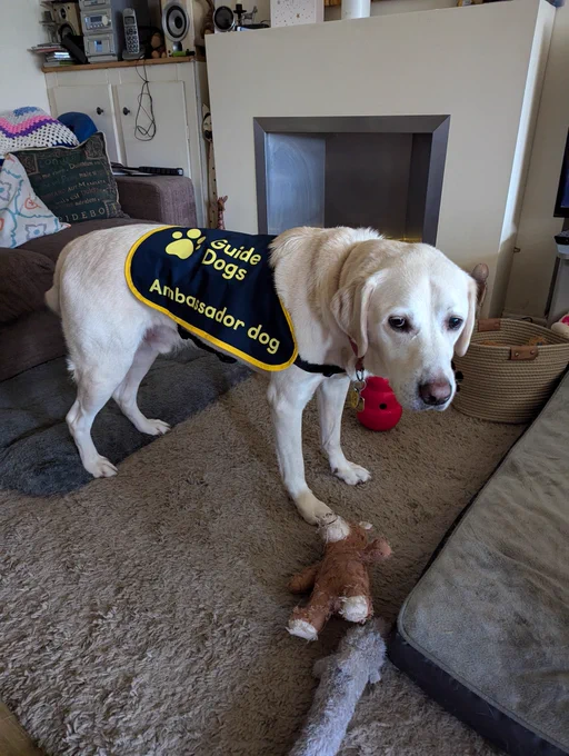 Uri in his new guide dogs ambassador coat. 