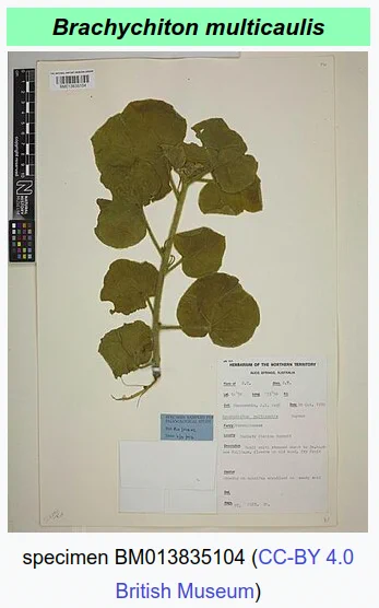 Image from Brachychiton multicaulis