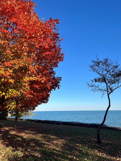Trees, lake, and a beautiful blue sky.