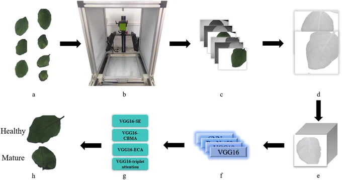 Experimental flowchart. (a) 0,2–7 days of yellow wilt leaves; (b) multispectral camera and dark box; (c) captured images; (d) five-channel images; (e) datasets; (f) classification models; (g) improve the models; (h) results