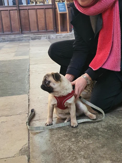 A pug puppy sits on the floor of the Cathedral beside their owner