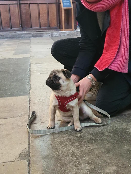 A pug puppy sits on the floor of the Cathedral beside their owner