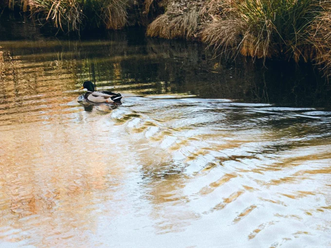 Two mallard ducks on the water in Davis, California. Photo by Albert Dera on Unsplash. See blog post for URL to image and photographer profile.