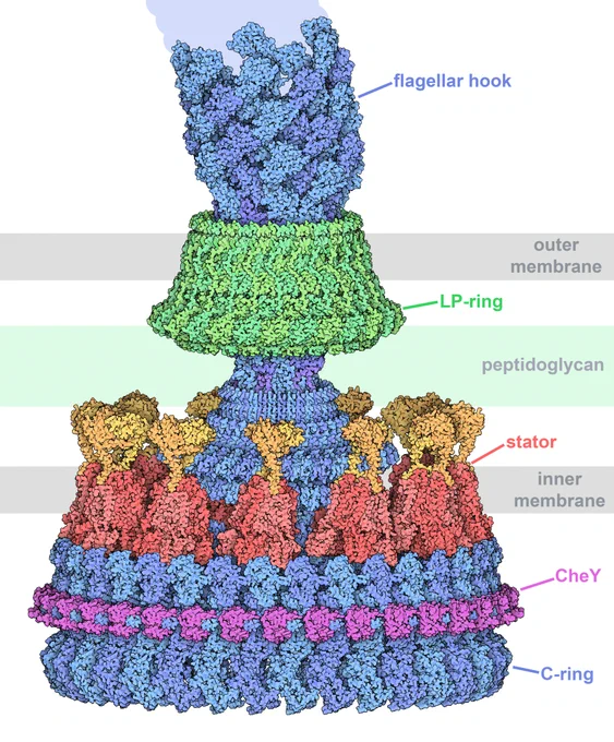 Bacterial flagellar motor in clockwise orientation bound to CheY. Illustrated by Dr. David Goodsell. 