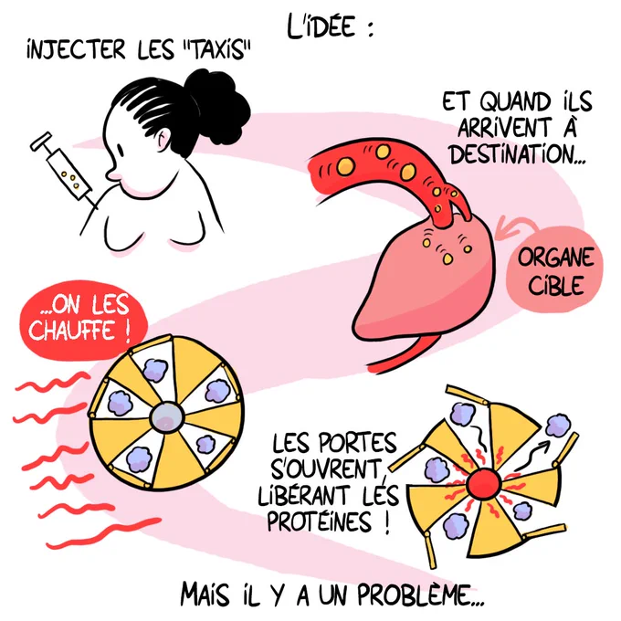 © Camille Van Belle pour le CNRS Alsace | Instagram @cevebe_dessin 