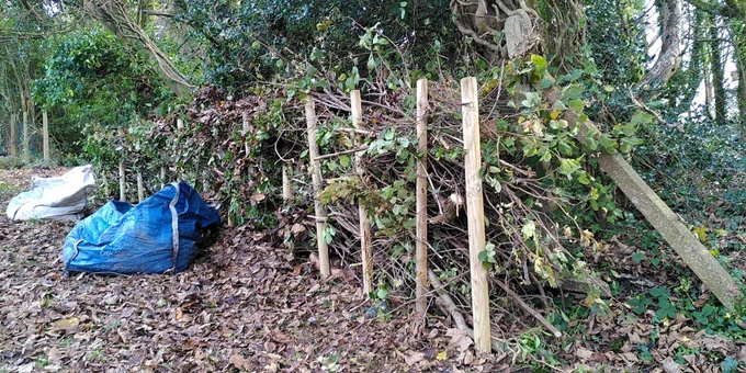 Dead hedge with upright stakes and brash down the middle and autumn leaves on the ground
