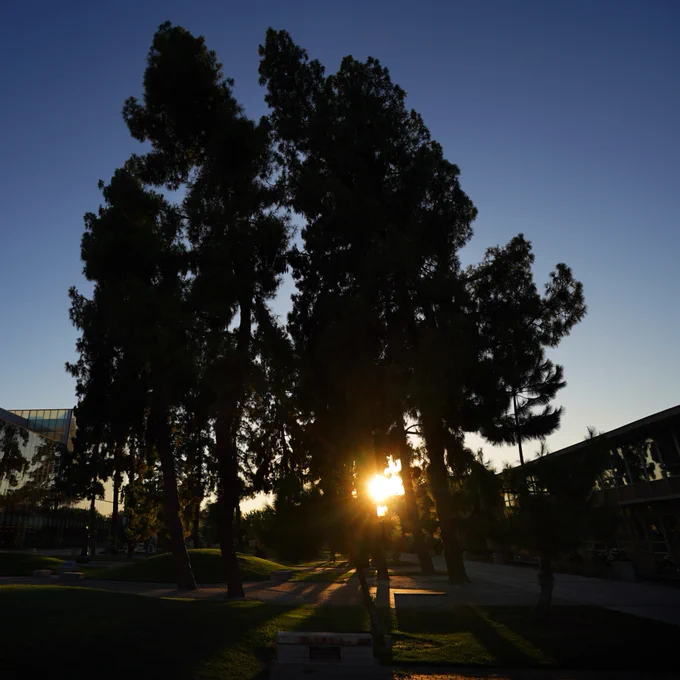 Sunset view through trees on the Fresno State campus, with sunlight flaring between the branches and a modern building visible in the background.