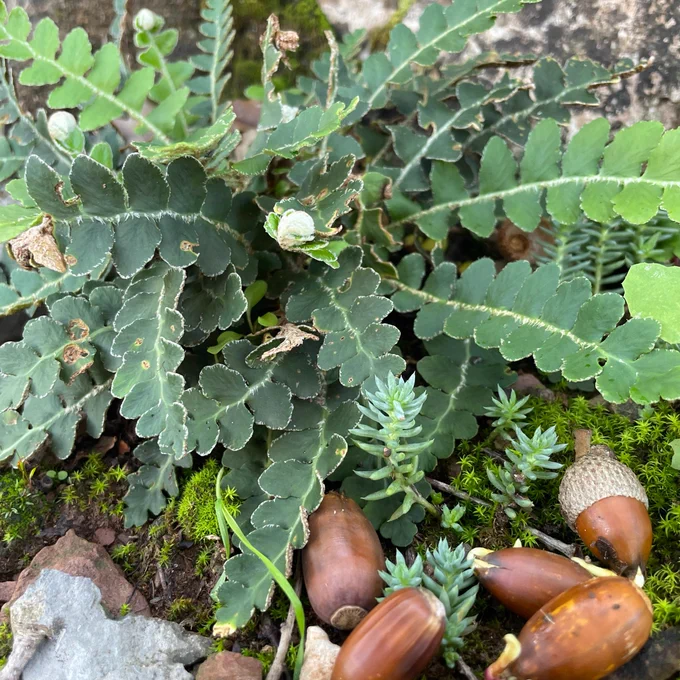 Small green bush with a stone and acorns beneath it.
