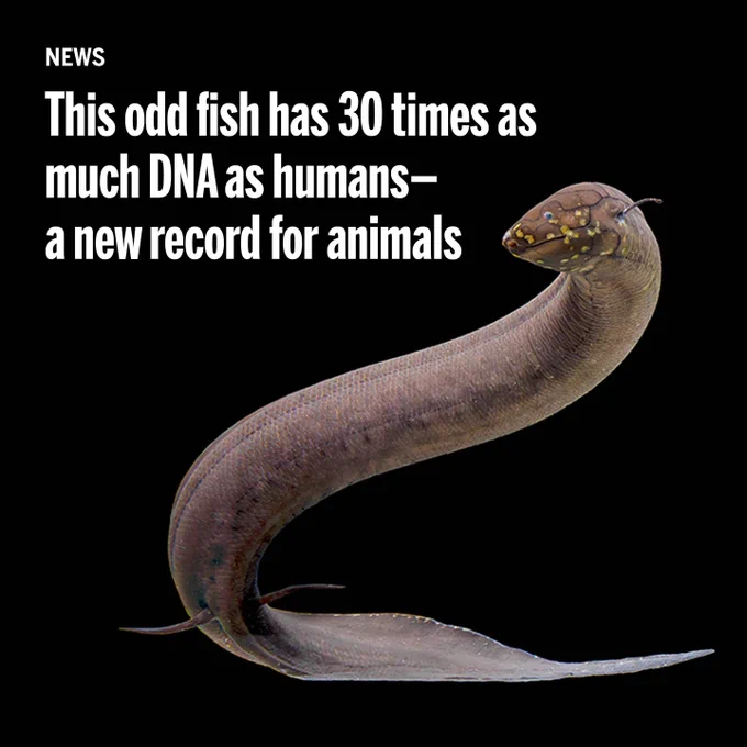 NEWS This odd fish has 30 times as much DNA as humans—a new record for animals
