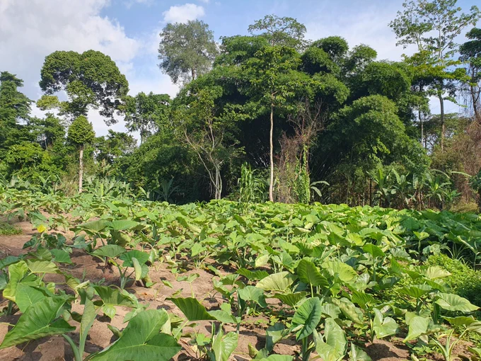 Maraichage en bordure de forêt, Congo, décembre 2024 © Leo Blondet, Cirad